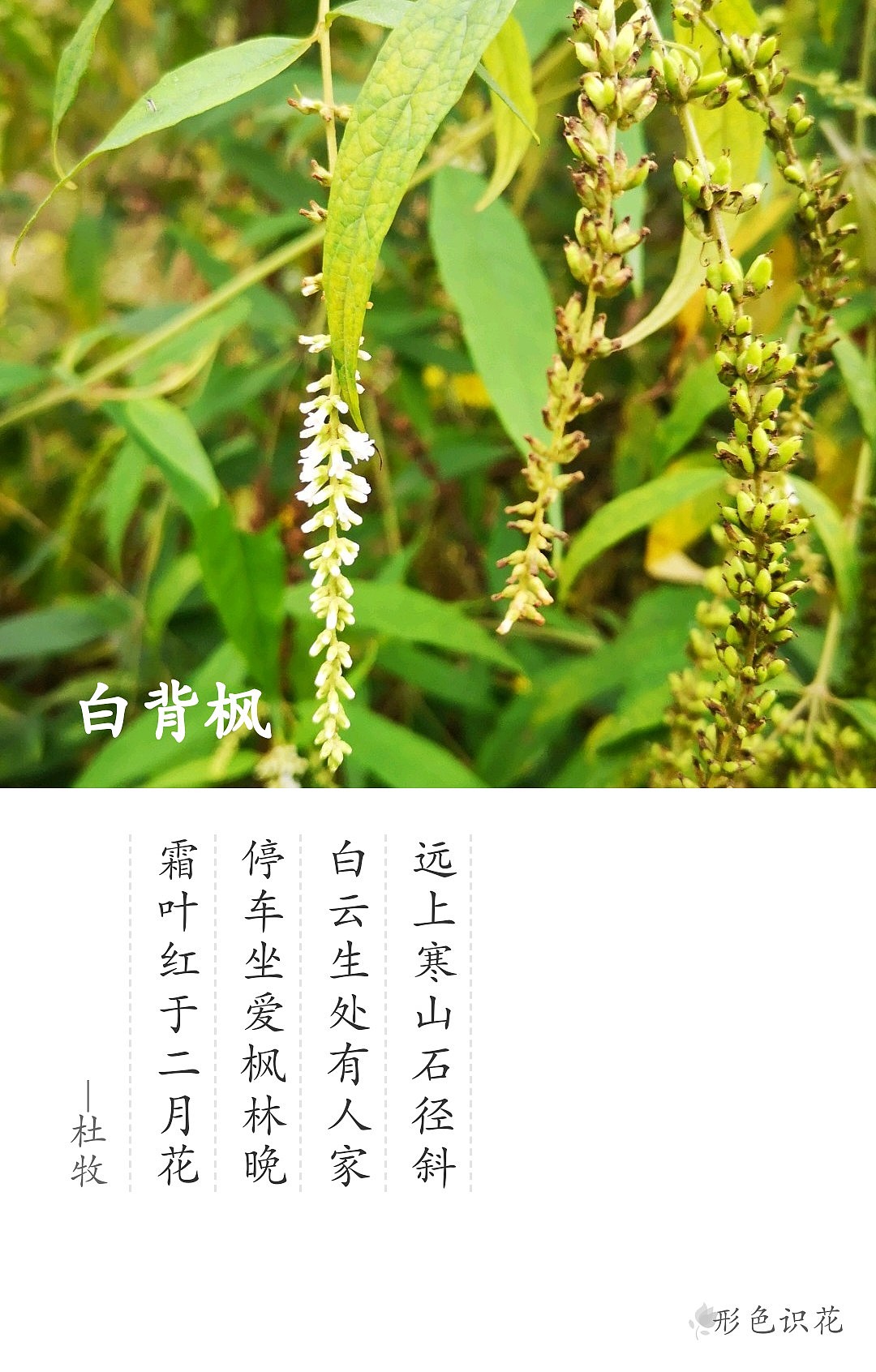 绿植花型一览（图ZMTM2MDM4ODM2） - 产品摄影 - 站酷设计师左I可原创素材 - 站酷ZCOOL