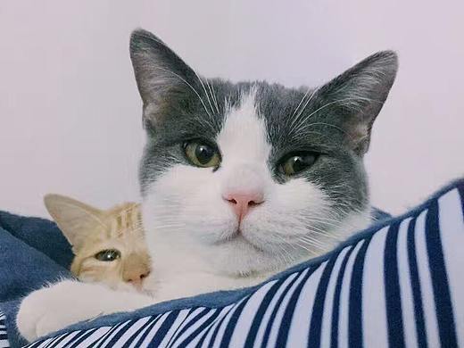 治愈系萌猫-一对好基友