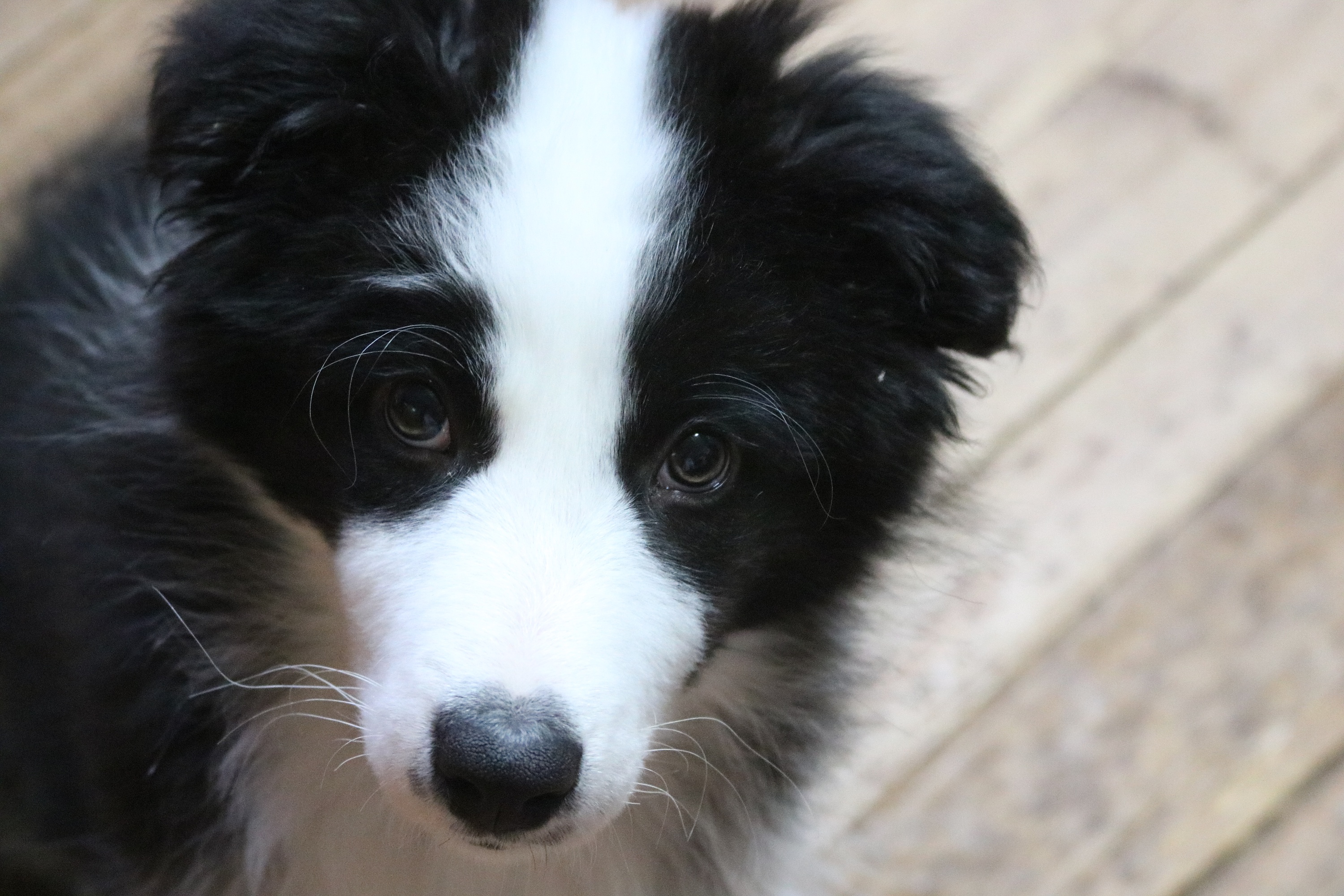 三四个月大的小边牧