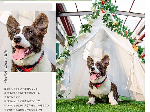 卡迪根柯基妹妹
