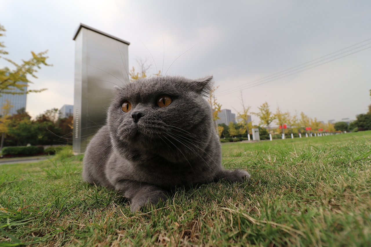 沐米猫舍 纯蓝色-英国短毛猫-高清照片