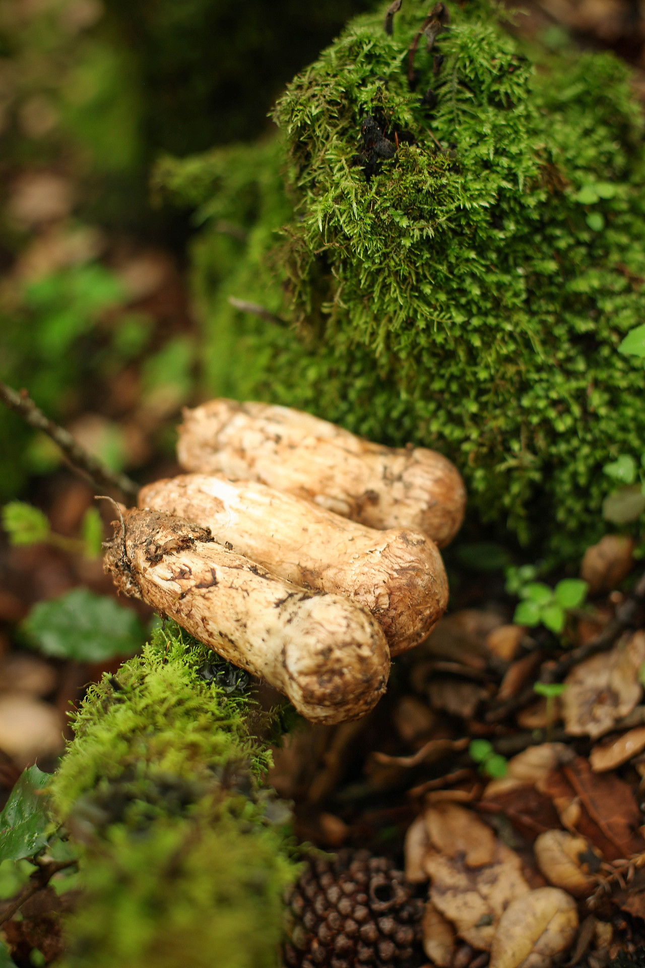 新鲜的松茸