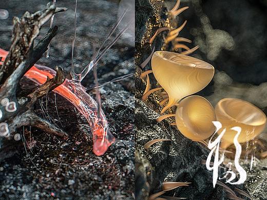 C4D微生物—正颜拖