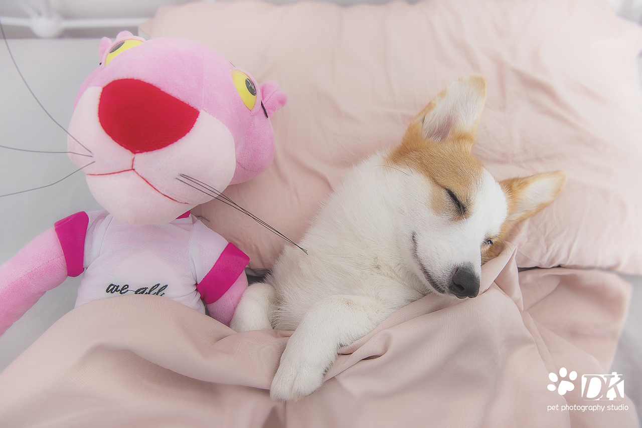 萌宠睡姿大合集