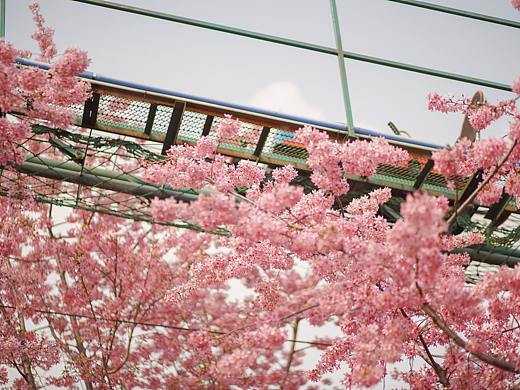 樱花是春天最美的文案