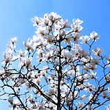 青青园中青葵的头像