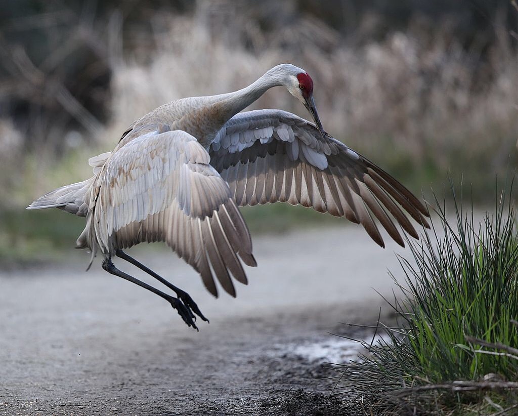 鹤氅如烟羽扇风赋情芳草绿阴中