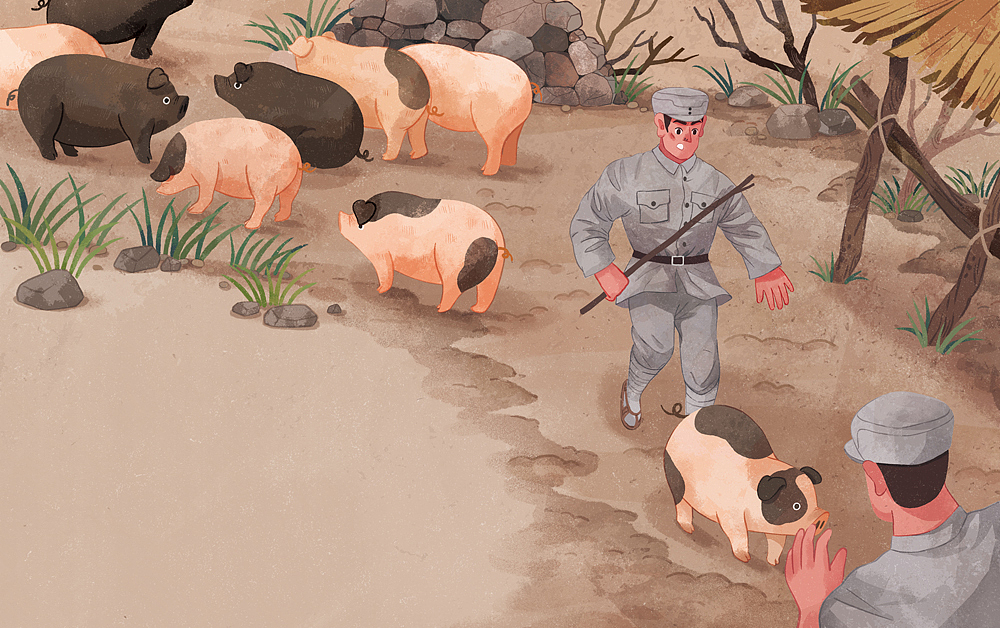 为驻扎地的群众着想，发现赶错了猪，天色渐晚也要归还给老乡家。