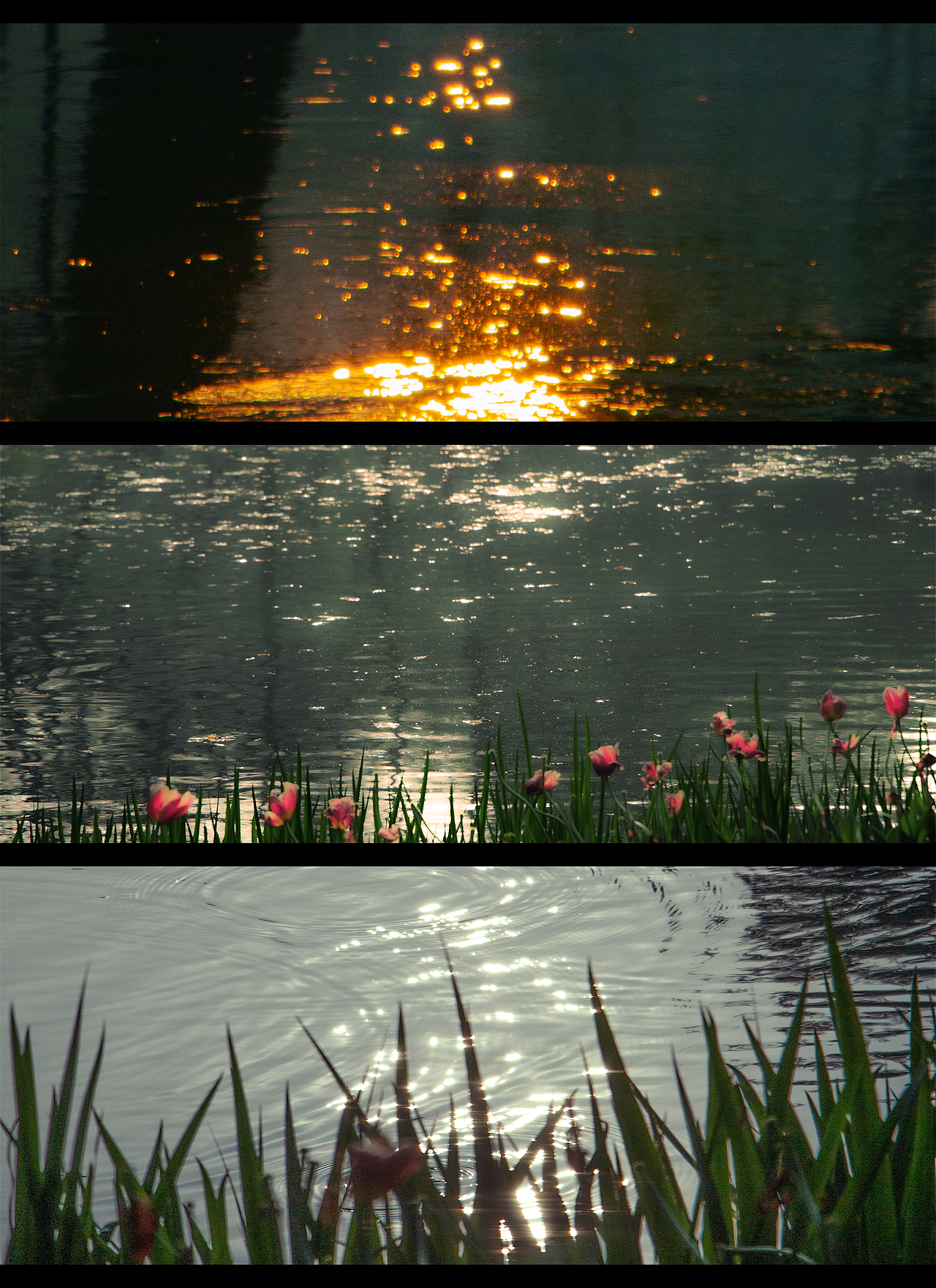 藏在水里的星星🌟（图ZMzc5NDY5NjA0） - 风光摄影 - 站酷设计师StephenHao30原创素材 - 站酷ZCOOL