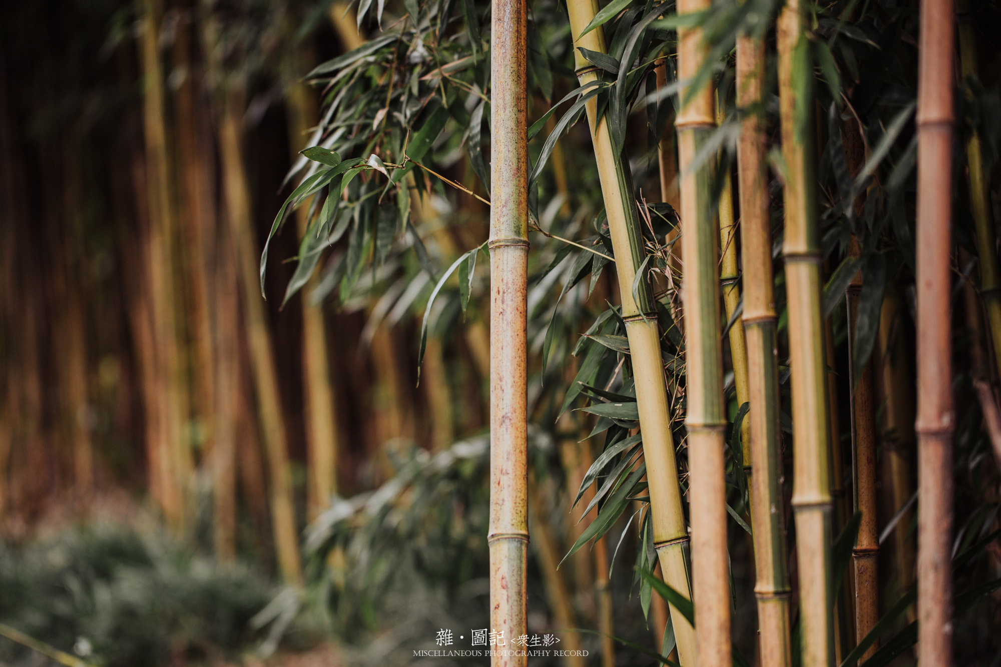 众生影的个人主页（封面预览） - 主页封面设置 - 站酷设计师众生影原创素材 - 站酷ZCOOL