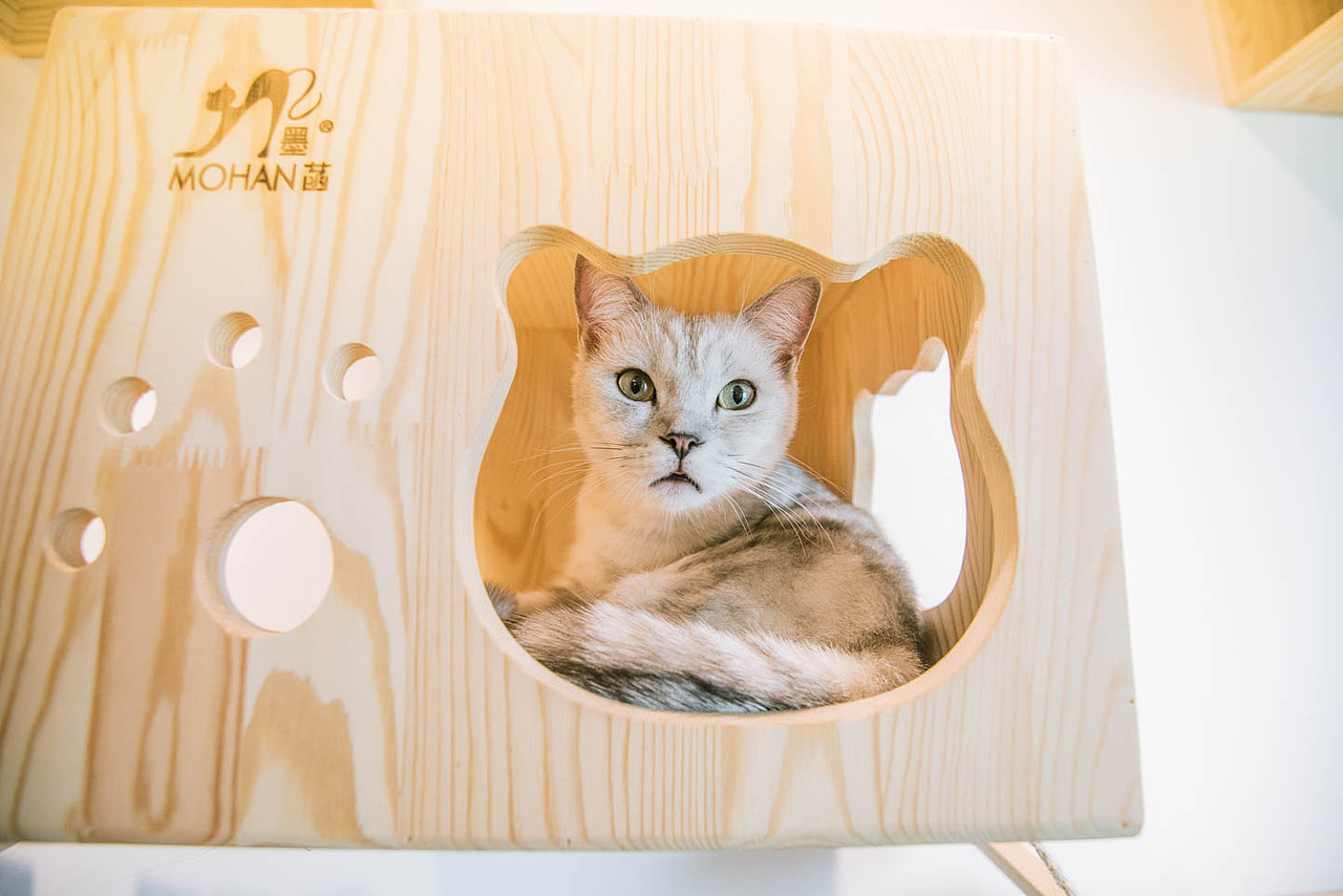 猫咖（图ZNjkyODQ3NjA=） - 宠物摄影 - 站酷设计师xubin1123原创素材 - 站酷ZCOOL