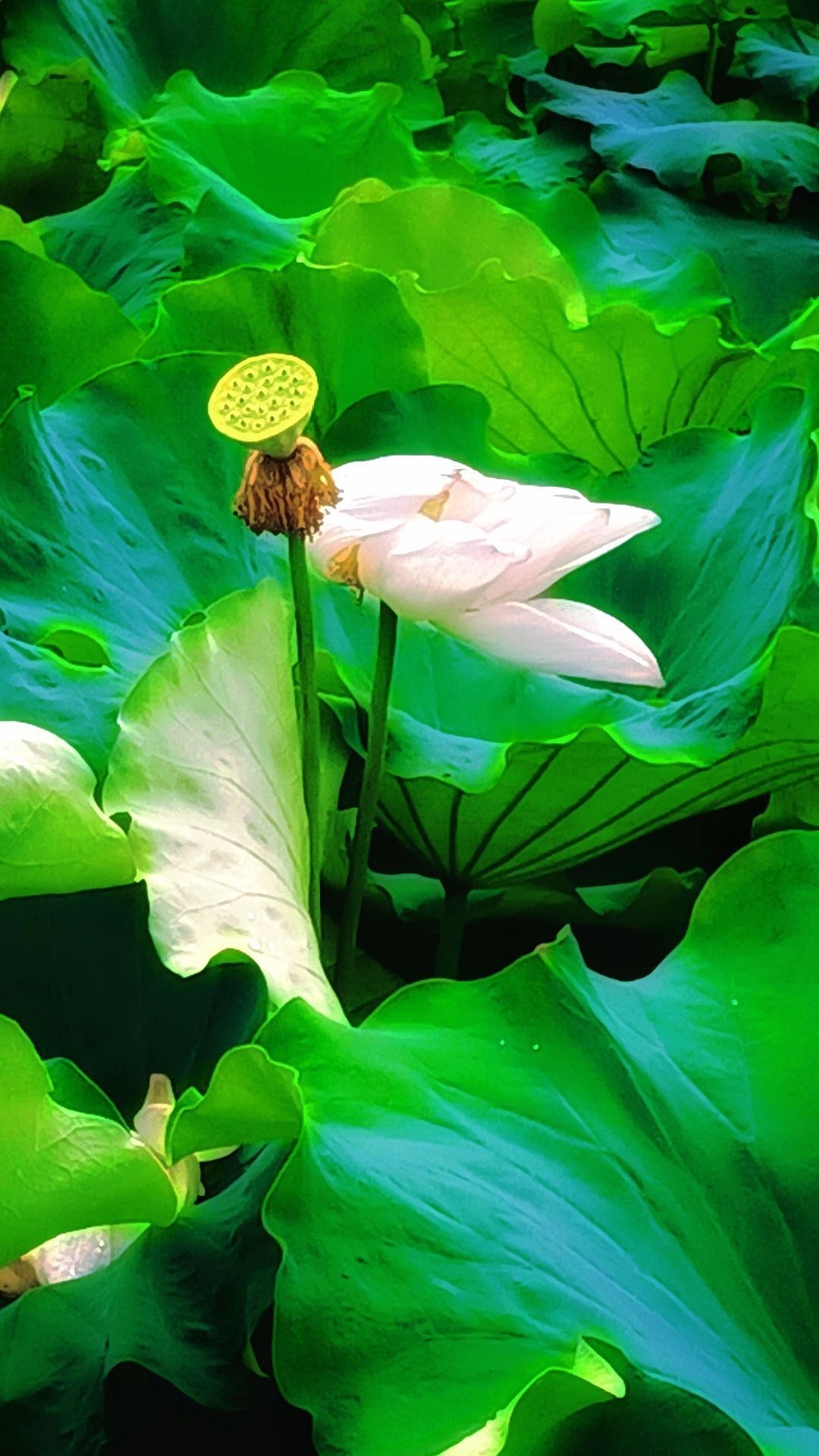 拍摄（图ZMzQ4NzcxOTQ4） - 风光摄影 - 站酷设计师齐鲁米娜原创素材 - 站酷ZCOOL