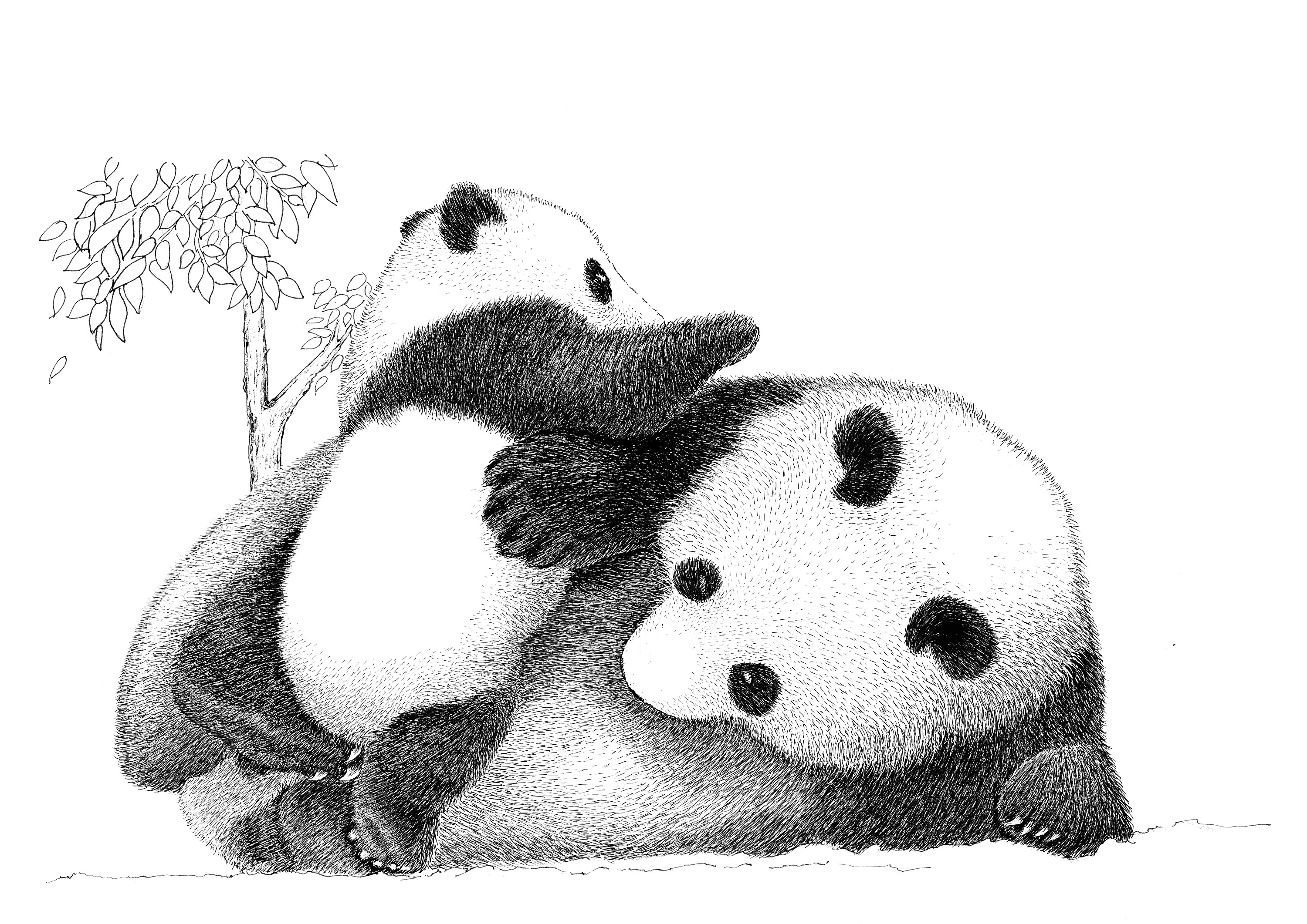 情侣头像，感觉熊猫一二的好可爱 - 知乎