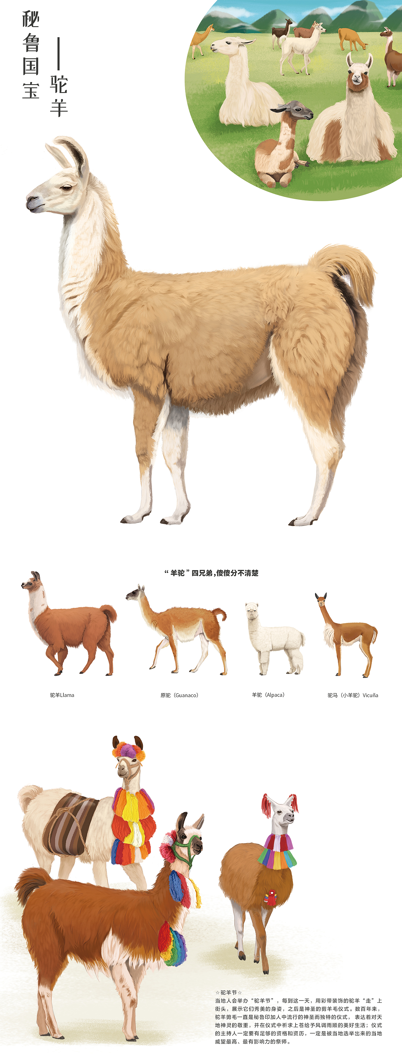 儿童绘本 图书插图配图 动物图解