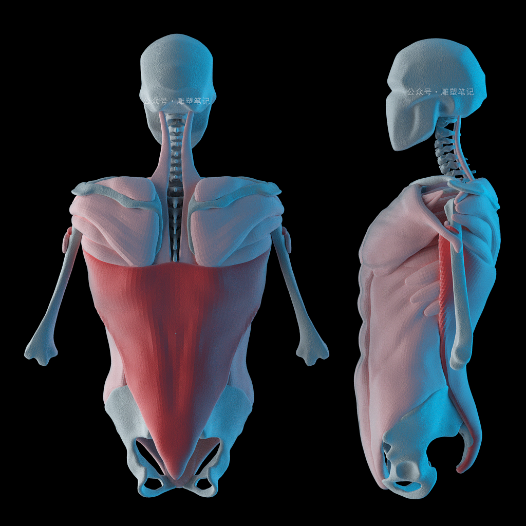 躯干肌肉（图ZMjc2NzY0NzI0） - 人物/生物 - 站酷设计师雕塑笔记原创素材 - 站酷ZCOOL
