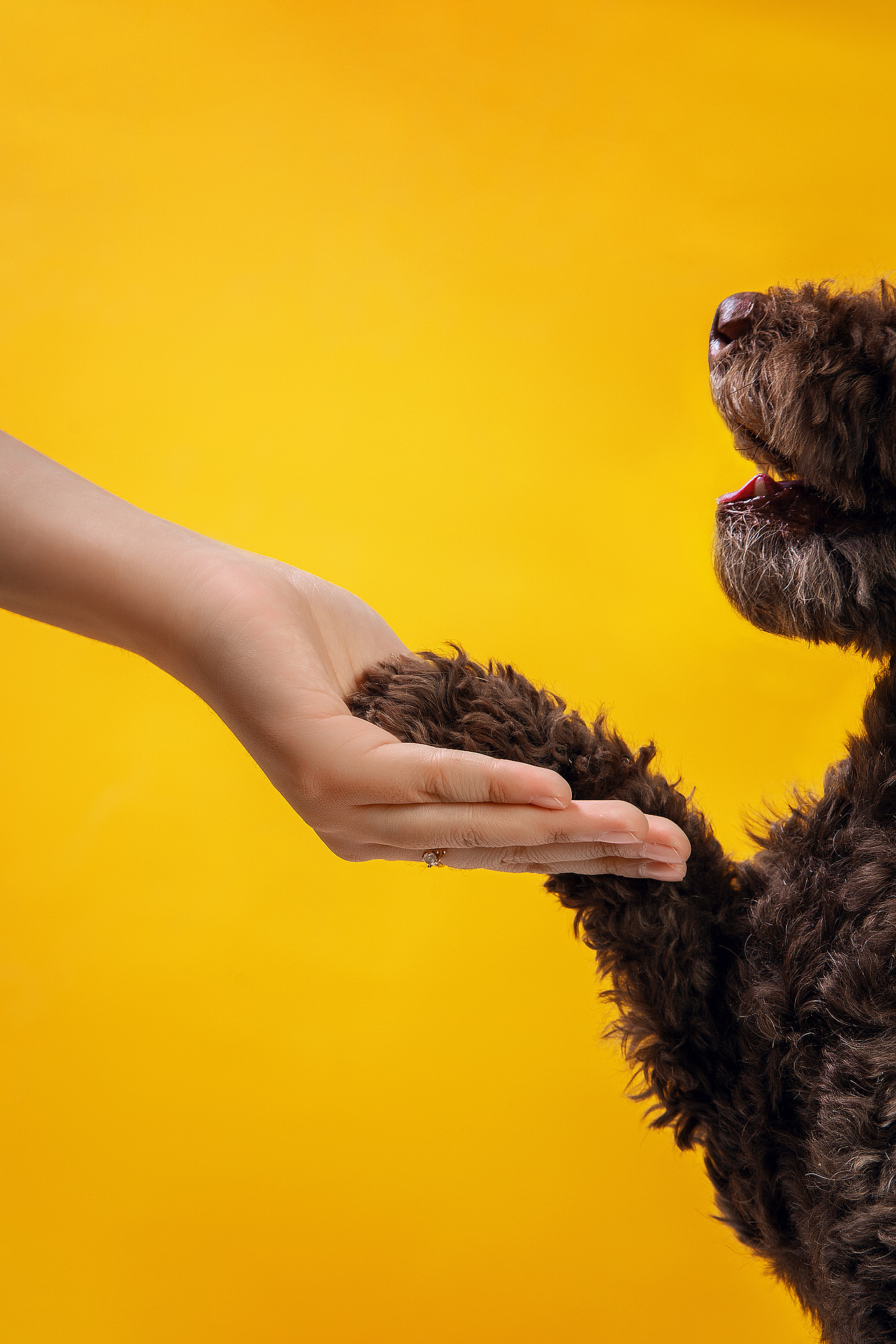 【動物照相館】合集