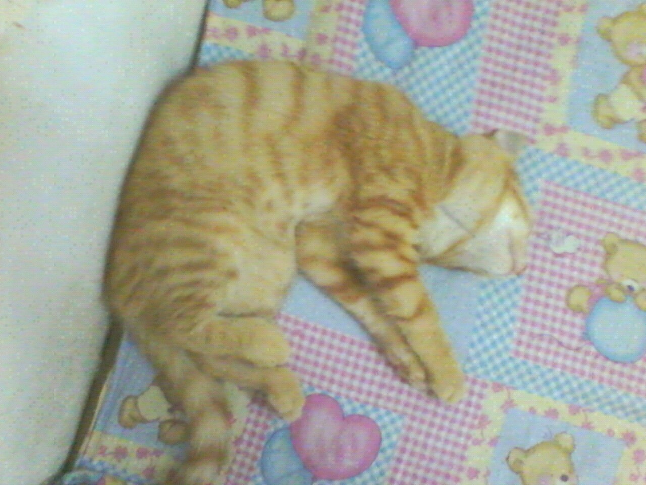 我家的猫猫(图ZMjU3NzE3Mjg=) - 宠物摄影 - 站酷设计师兰芯儿原创素材 - 站酷ZCOOL
