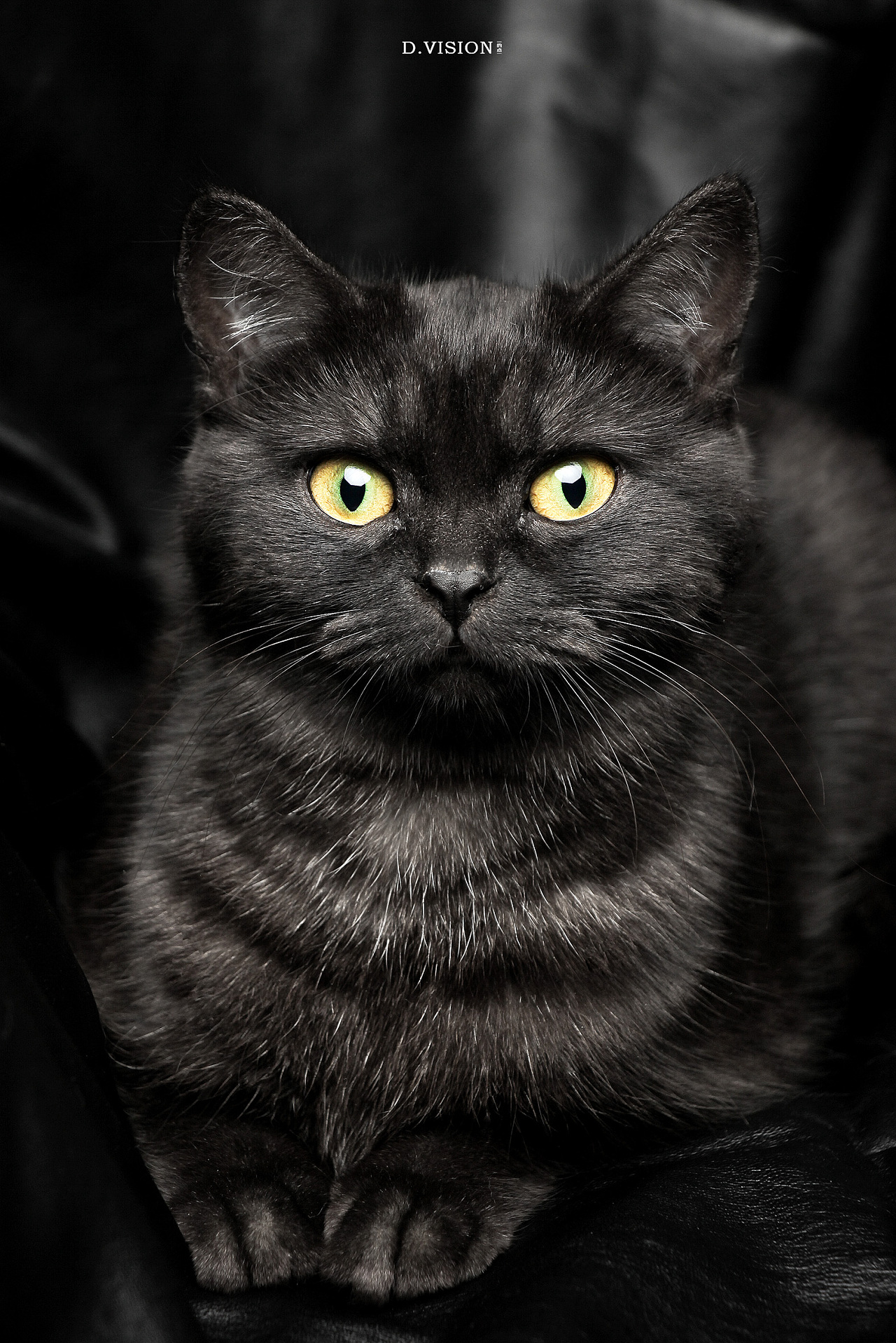 【黑猫与白猫】|摄影|宠物摄影|稻田里的萤火虫 - 原创作品 - 站酷 (ZCOOL)