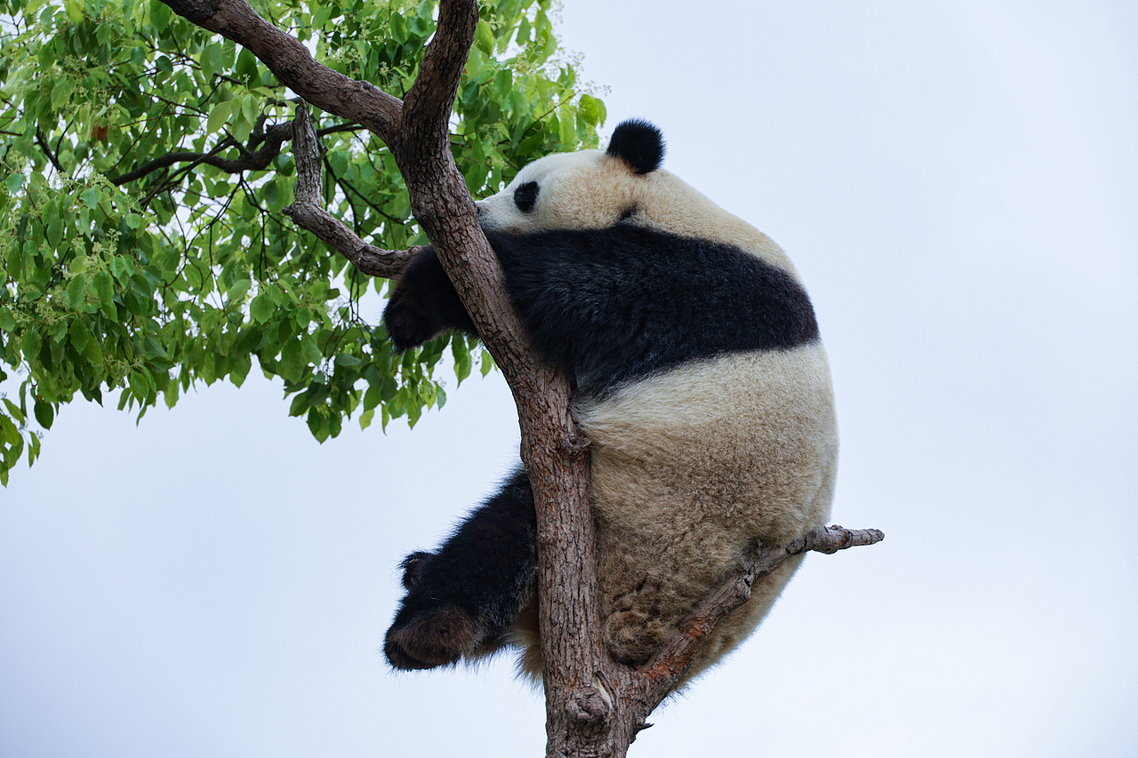 埋汰的大熊猫