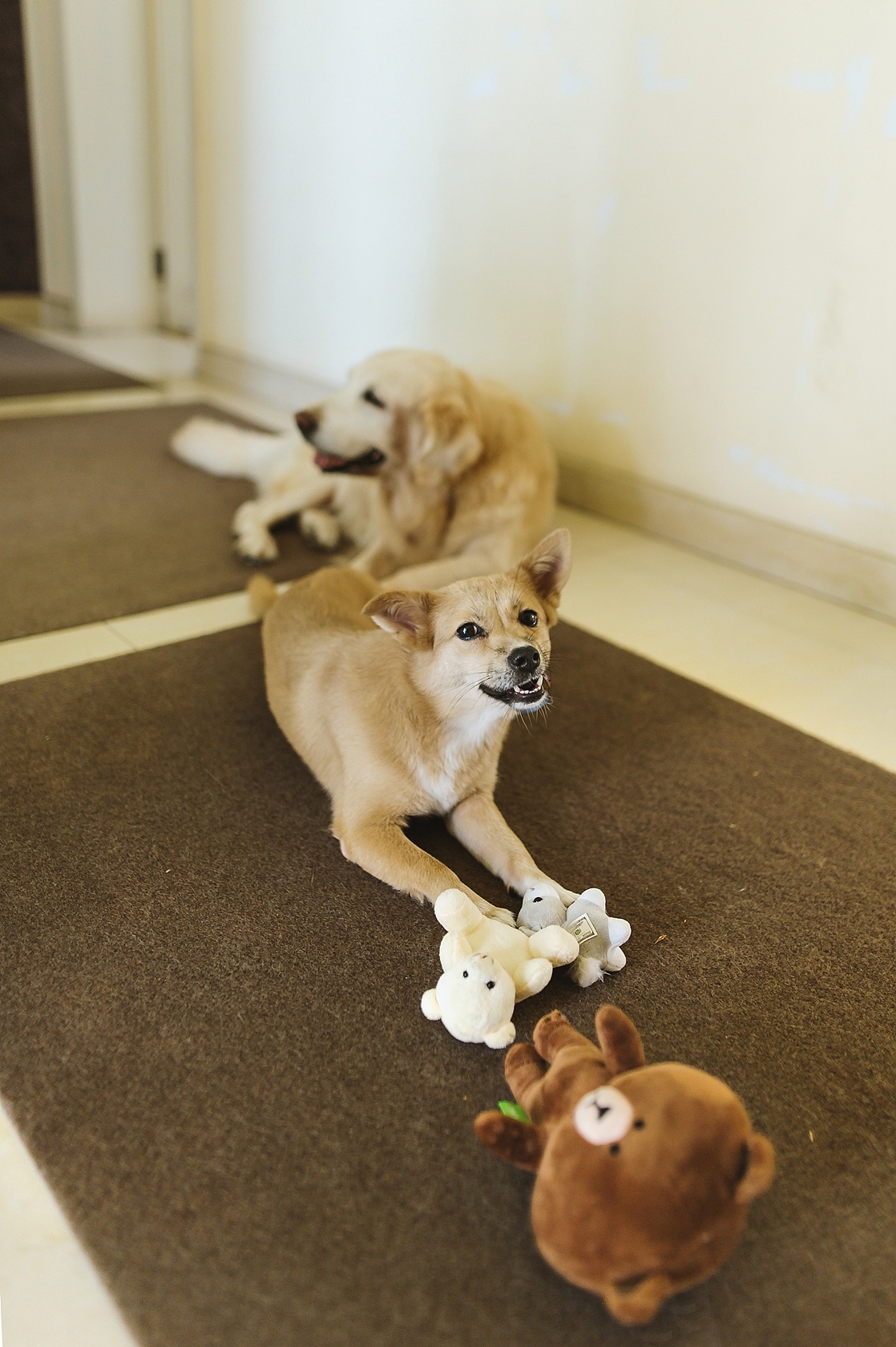 【纪实宠物摄影】毛孩子日常生活记录之周末领导在家