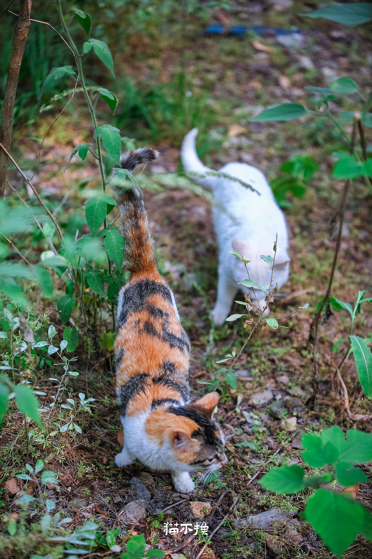 山猫日记20210718