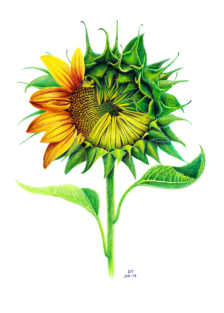 oy手绘:希望之花