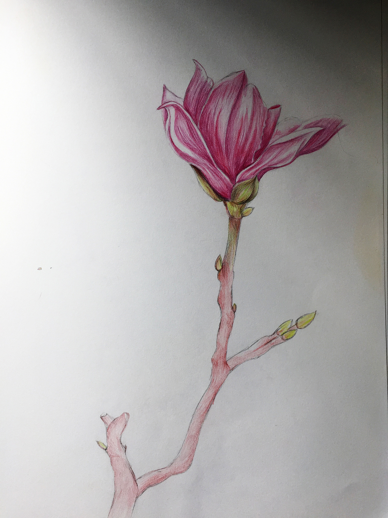 手绘-玉兰花|纯艺术|绘画|设计师_afra_原创作品-站酷zcool