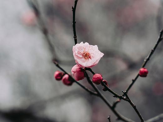 春の物语·梅花山梅花