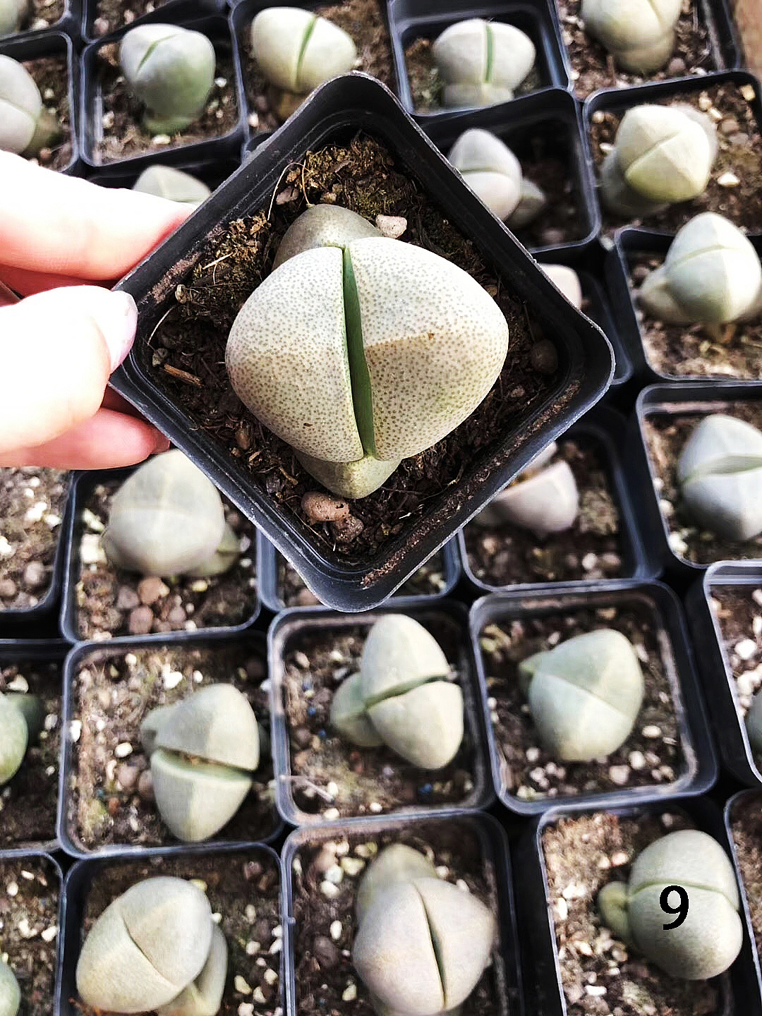 云南东南亚多肉绿植（图ZMTU1NDUxNDUy） - 产品摄影 - 站酷设计师绿植玩家原创素材 - 站酷ZCOOL