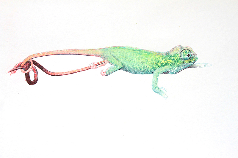 OY手绘:近期习作、圆珠笔画、彩铅画、涂鸦...