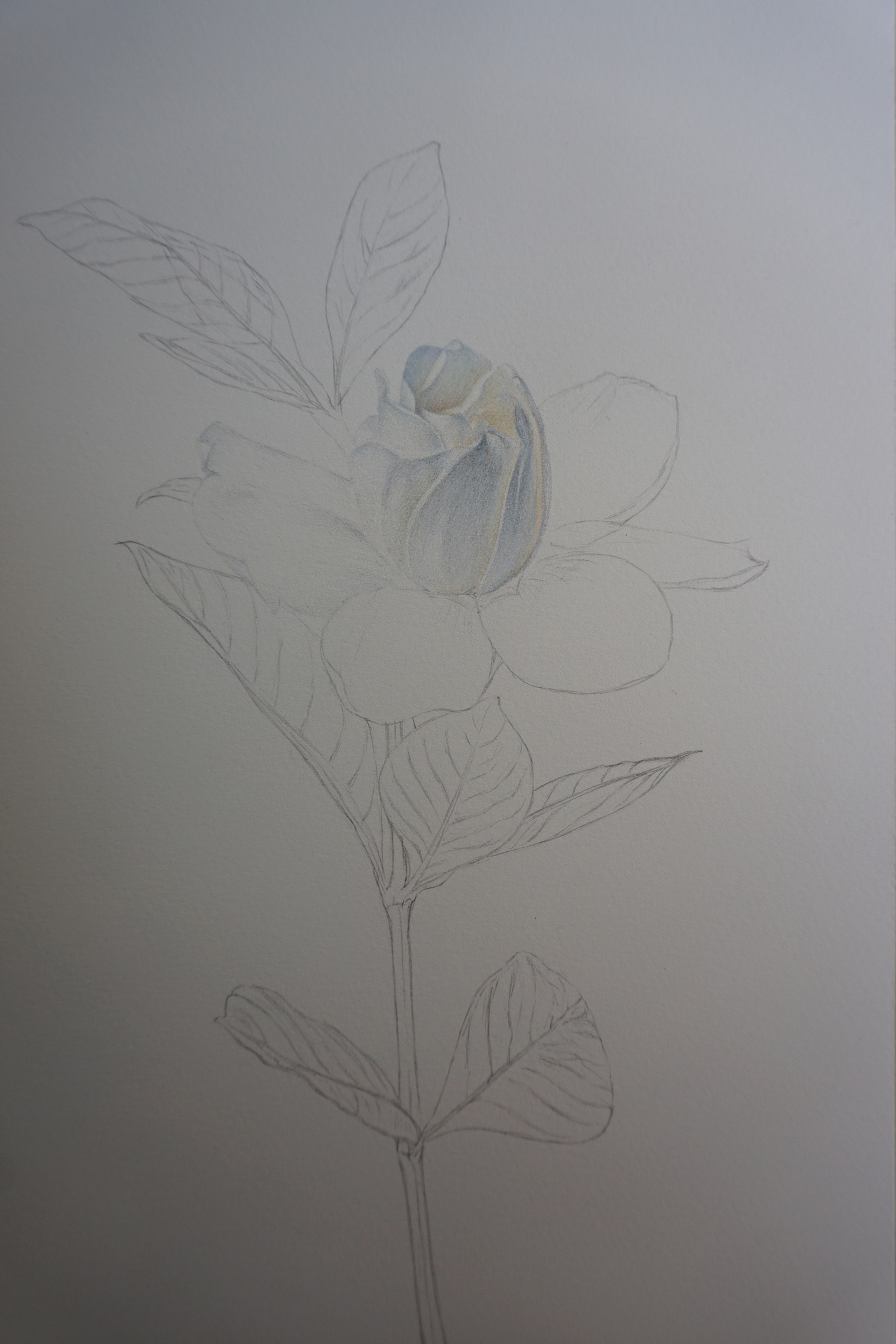 s.xin彩铅手绘】栀子花开