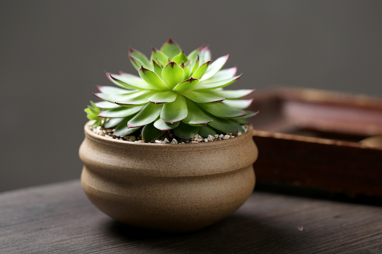 多肉植物 绿植 盆栽 观音莲