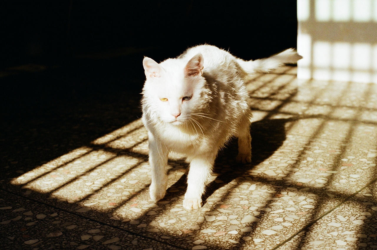 太阳和猫的夏天（图ZMjE3NTA0ODI0） - 宠物摄影 - 站酷设计师Eko不想说话原创素材 - 站酷ZCOOL