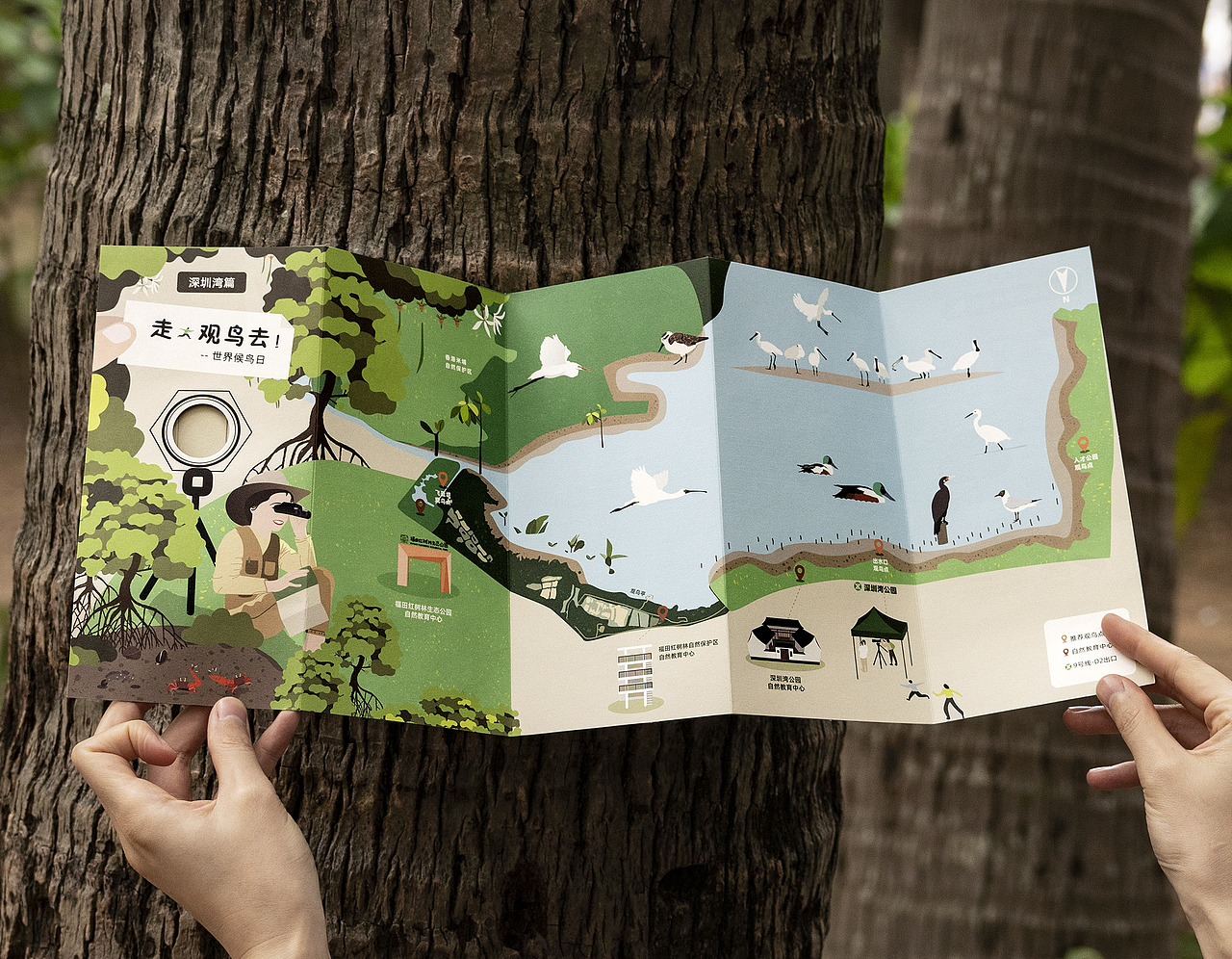 世界候鸟日-观候鸟折页及海报