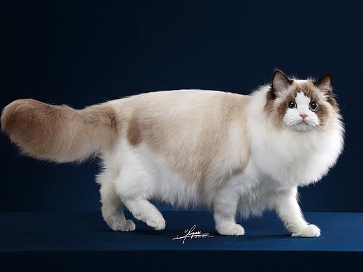 布偶猫AMYWORKS,拍摄于上海