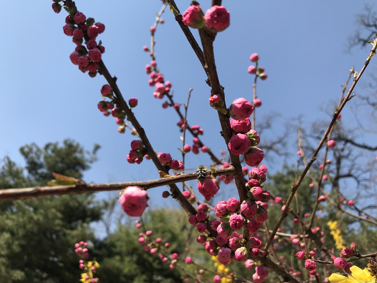 杨飞。苹果前置摄影（图ZMTU0MTczOTA0） - 产品摄影 - 站酷设计师杨飞业余摄影原创素材 - 站酷ZCOOL