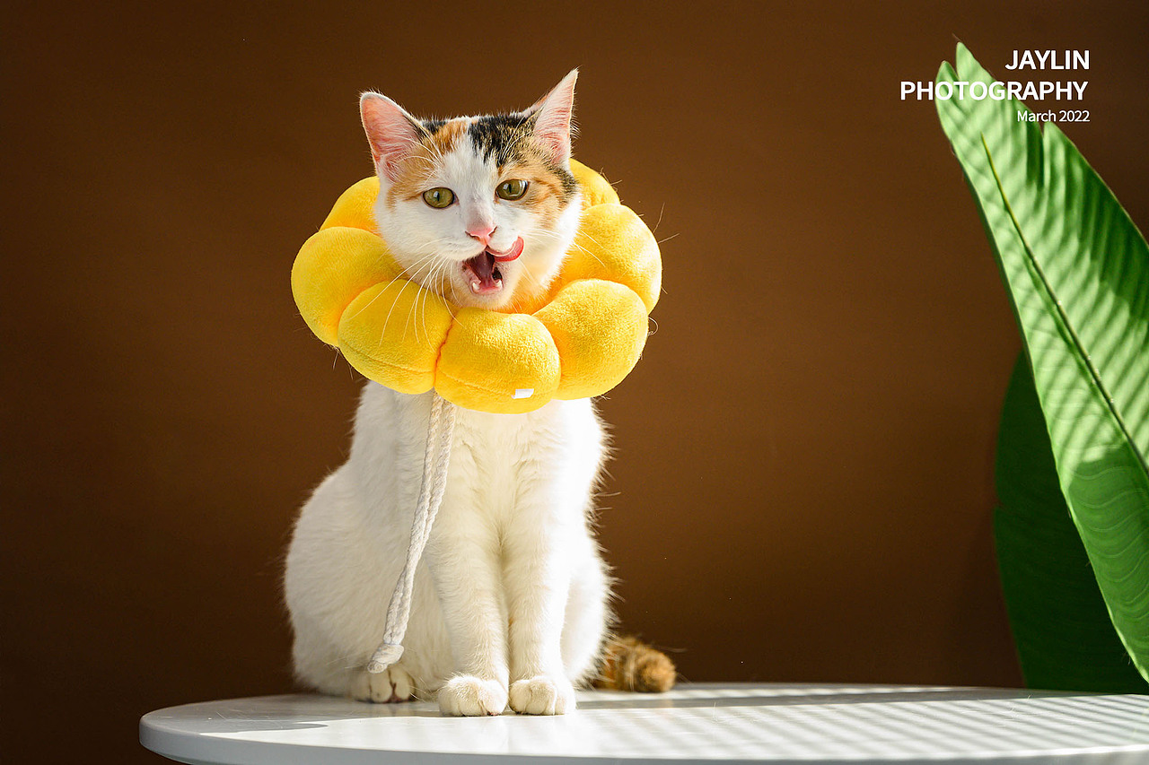 Jaylin｜湯湯日記（圖ZMjkzMTE5NjM2） - 寵物攝影 - 站酷設(shè)計(jì)師阿宅Jaylin原創(chuàng)素材 - 站酷ZCOOL