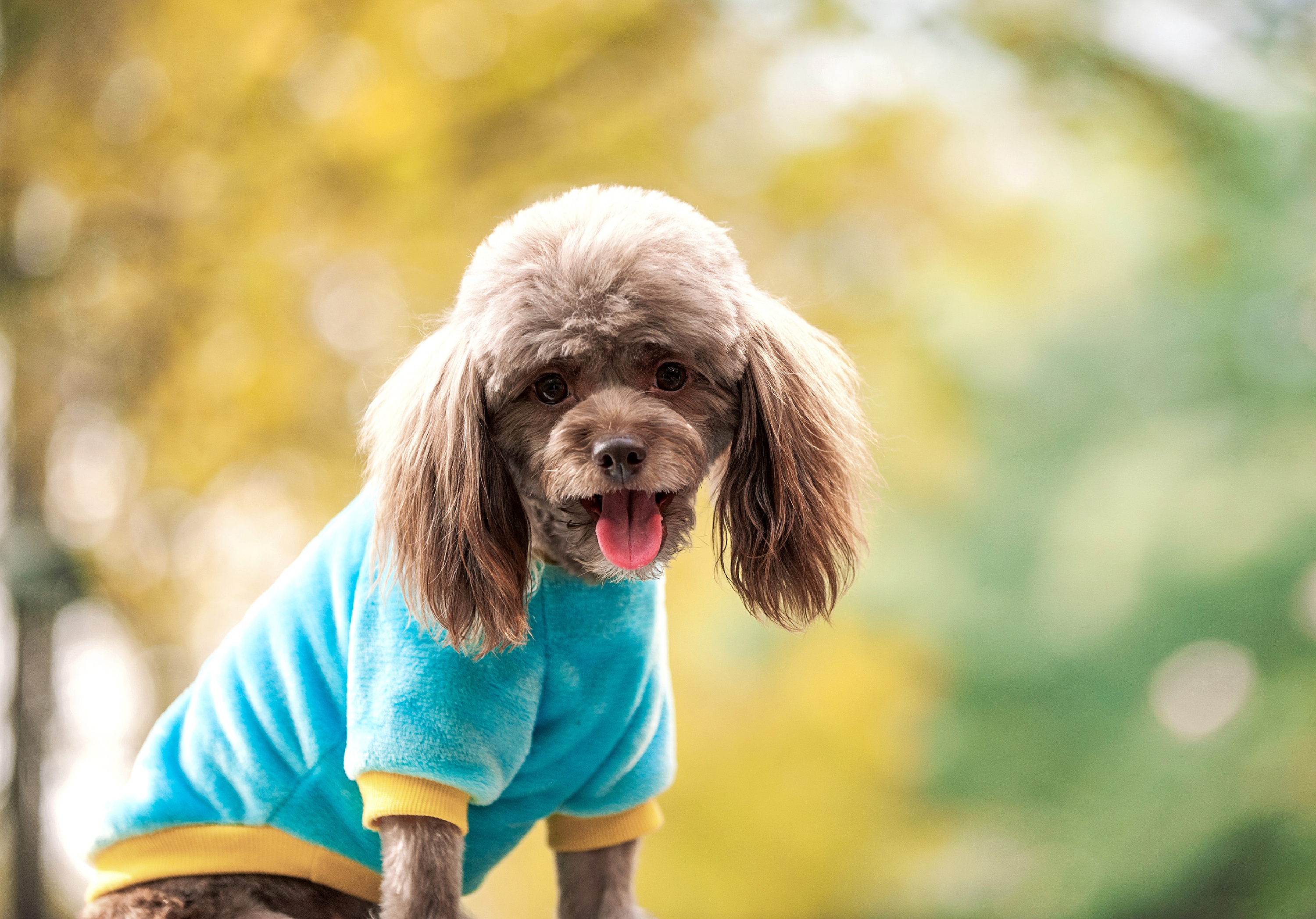 最近几张萌娃的外景照|摄影|动物|huahua456 - 原创作品 - 站酷