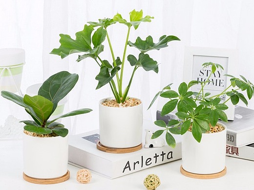 绿植拍摄植物拍照产品拍摄小清新绿植电商产品拍摄