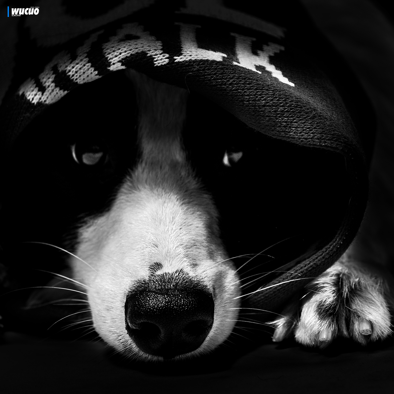 [宠物摄影] 边牧（图ZNTk0NjAzNTY=） - 宠物摄影 - 站酷设计师pingQ原创素材 - 站酷ZCOOL