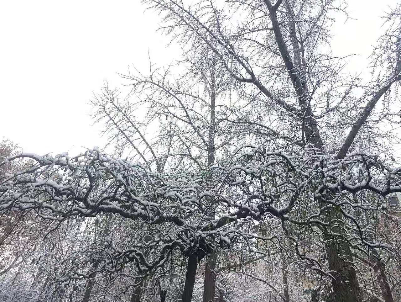 北京的初雪（图ZMTg3MzYzMzY0） - 风光摄影 - 站酷设计师共赏繁华原创素材 - 站酷ZCOOL