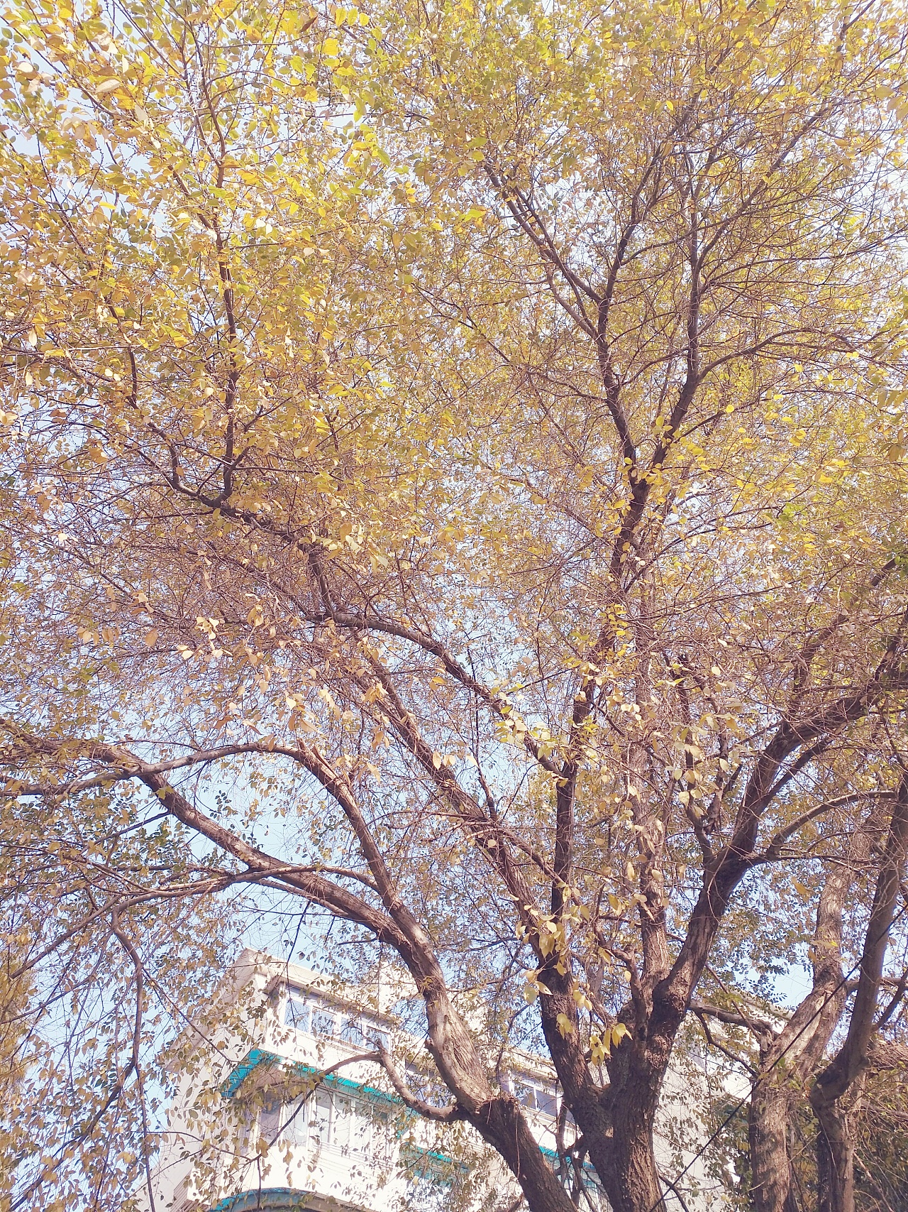 秋天的白桦林图片素材_免费下载_jpg图片格式_VRF高清图片500666015_摄图网