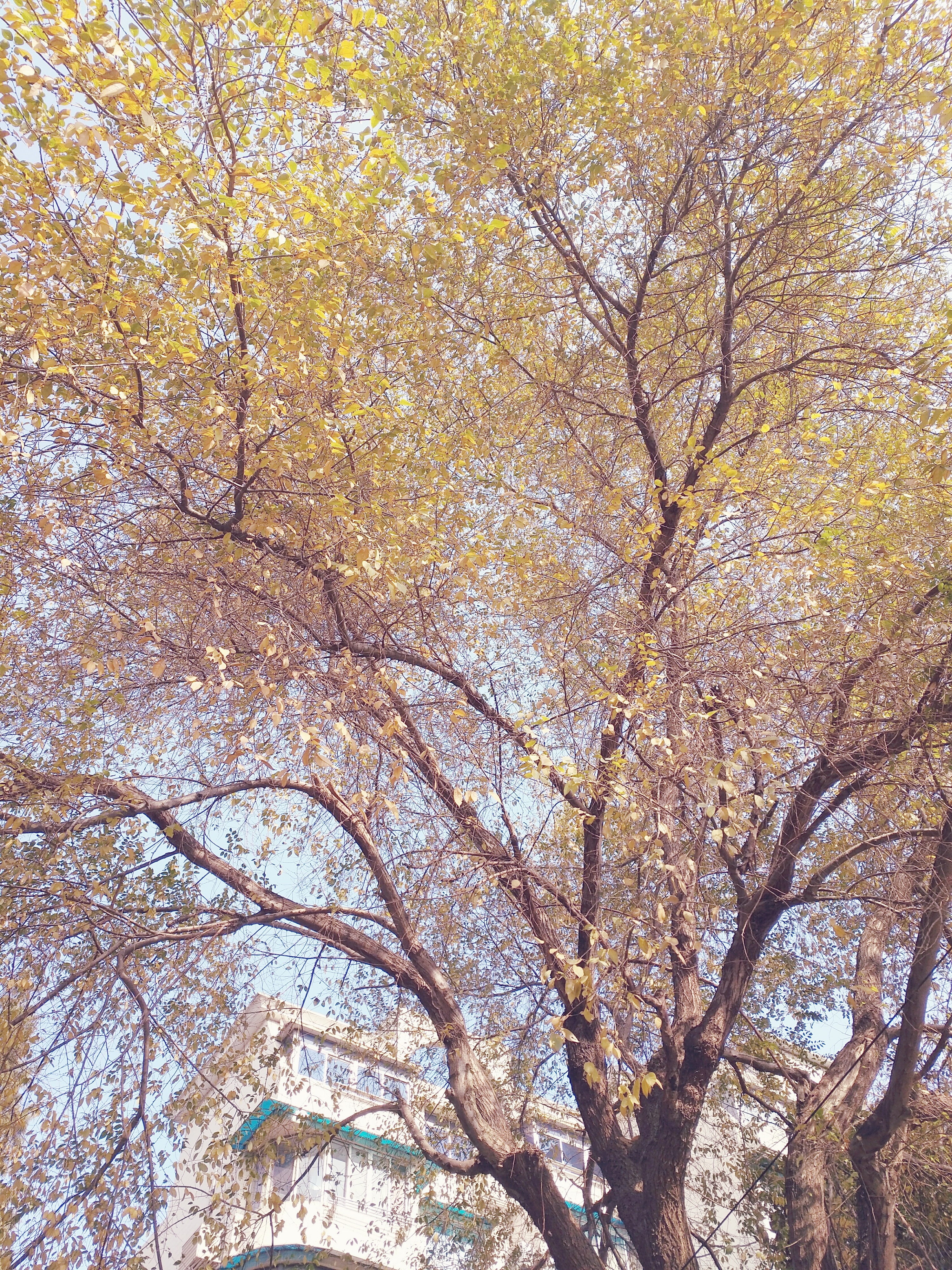 草原上的一棵树高清图片下载-正版图片500704056-摄图网