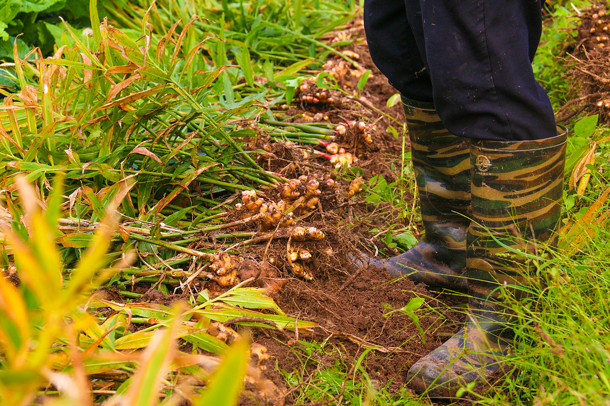 阳先森萝卜干制作（图ZNjI3NjM4ODA=） - 产品摄影 - 站酷设计师阳先森原创素材 - 站酷ZCOOL