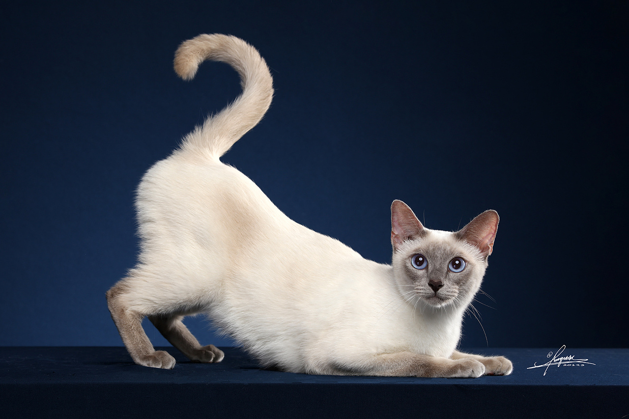 暹罗猫amyworks,拍摄于广州|摄影|宠物摄影|amyworks赛猫摄影 - 原创