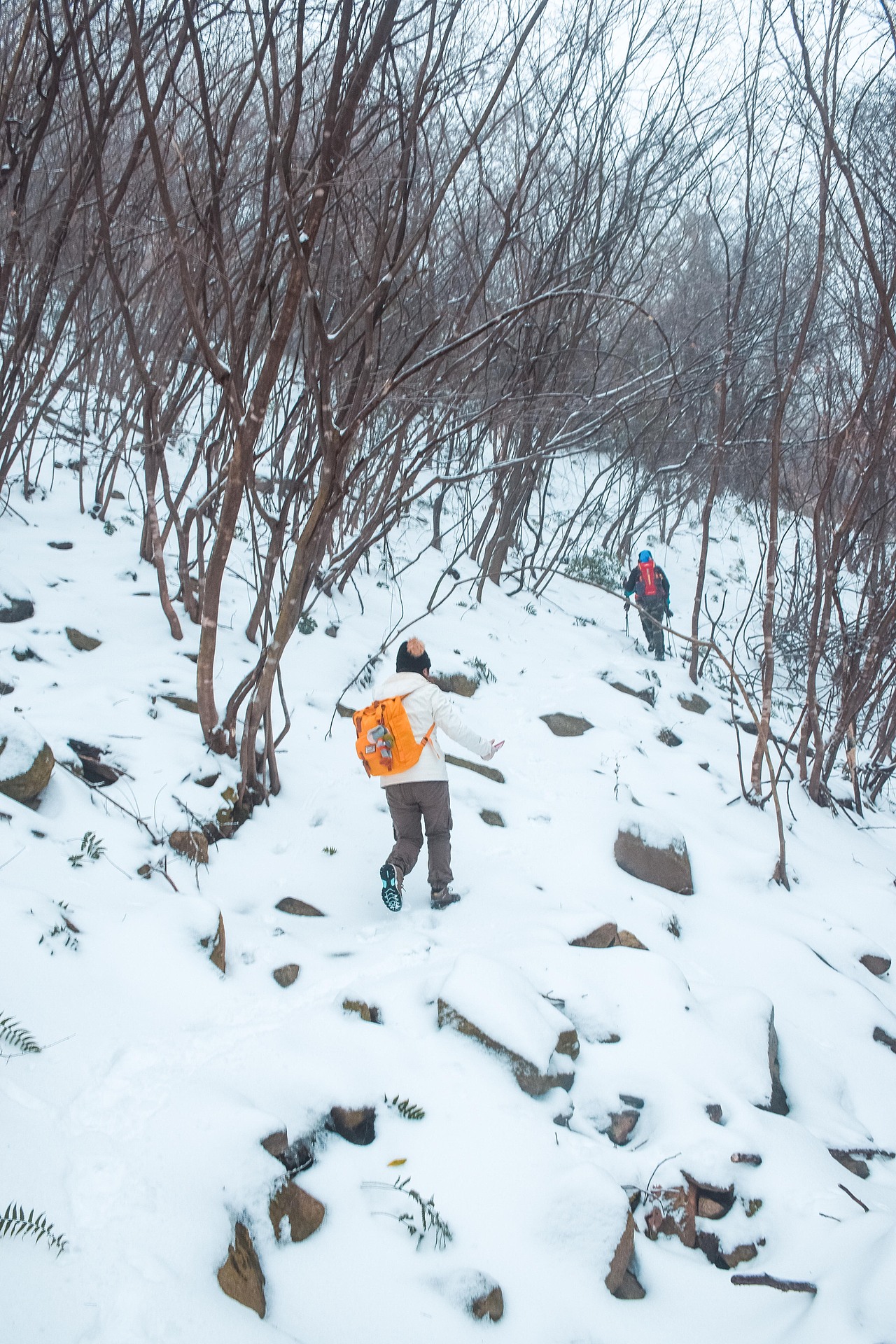 让我在雪地里再撒会儿野