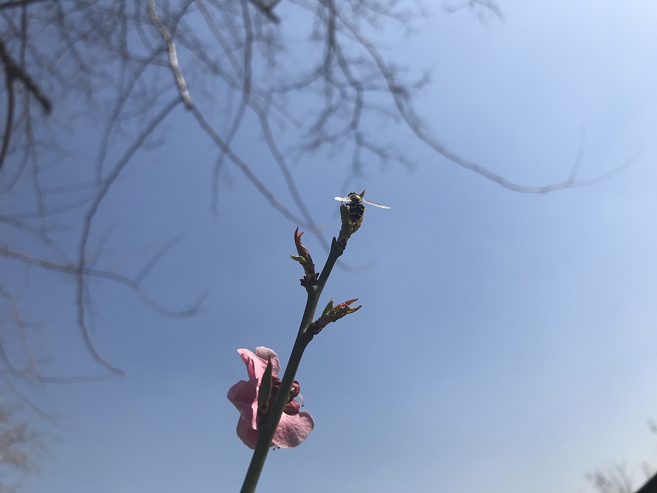 杨飞。苹果前置摄影（图ZMTU0MTczNzI4） - 产品摄影 - 站酷设计师杨飞业余摄影原创素材 - 站酷ZCOOL