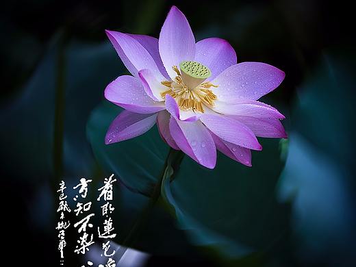 荷花
