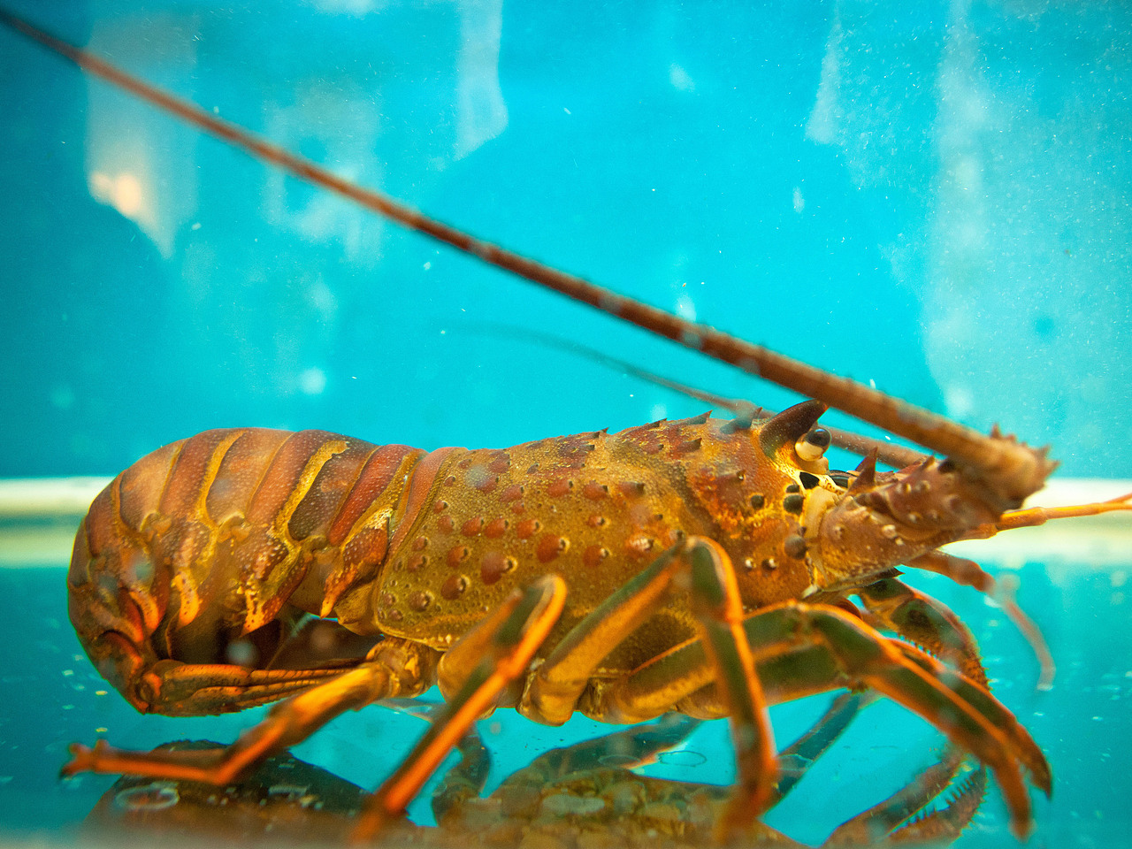 酒店菜谱（图ZOTI2MTc5Ng==） - 产品摄影 - 站酷设计师蓝太阳TNT原创素材 - 站酷ZCOOL