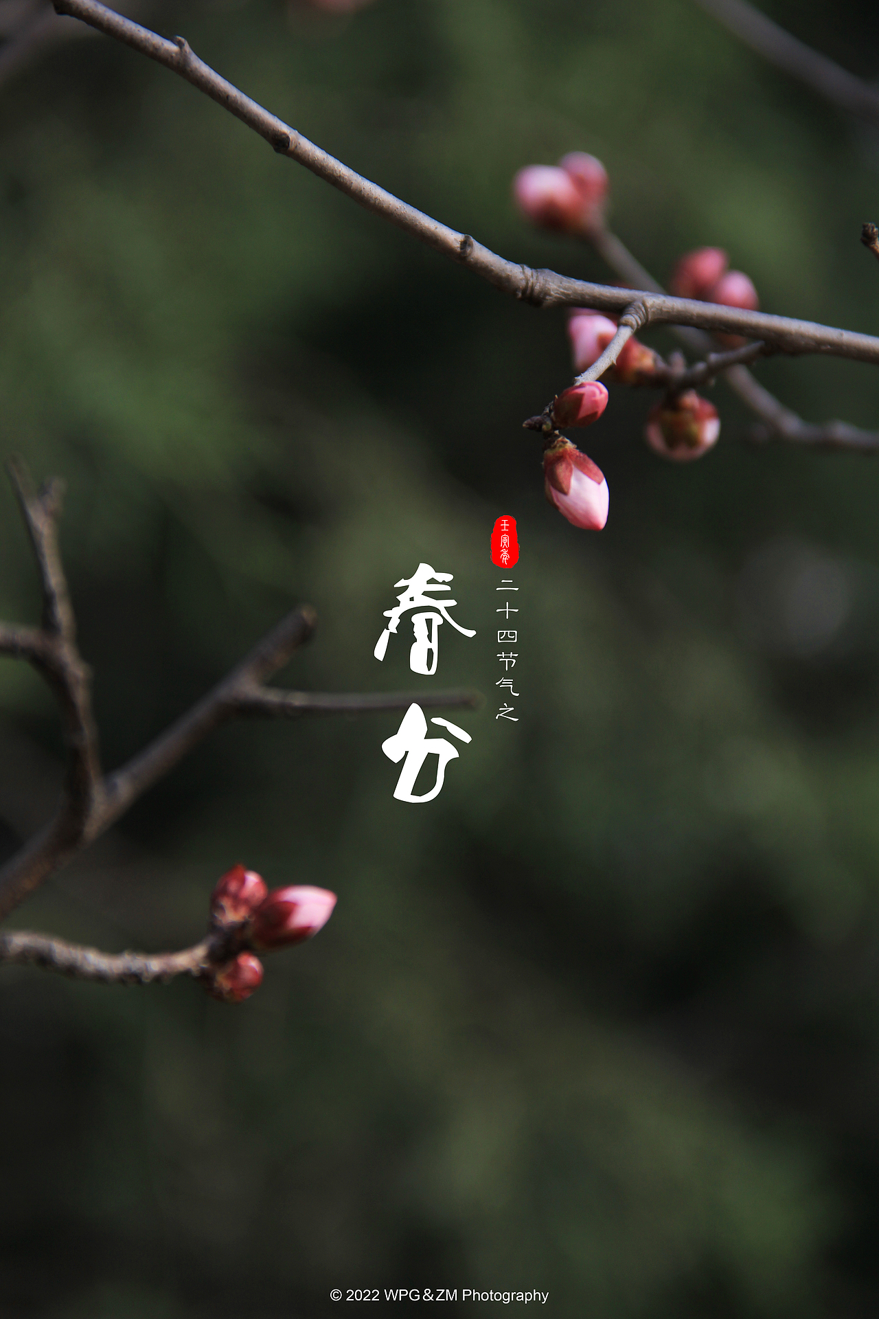 《 春分 》（图ZMjkzMzYxOTI4） - 其他摄影 - 站酷设计师王珮光原创素材 - 站酷ZCOOL